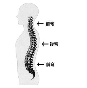 背骨のS字カーブ